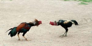 Đá Gà Trực Tiếp Thomo - So Tài Nảy Lửa Giữa Chiến Kê