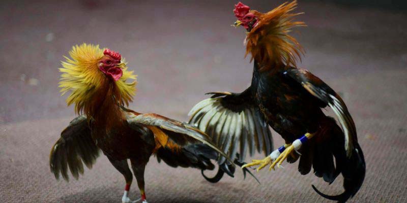 Lý do nên tham gia lựa chọn tại trang game